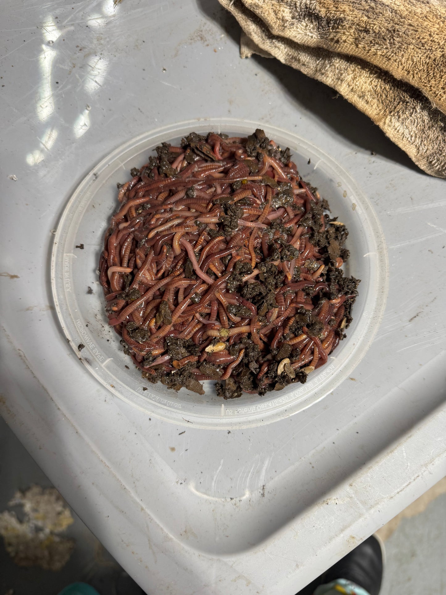 337 Compost Worms