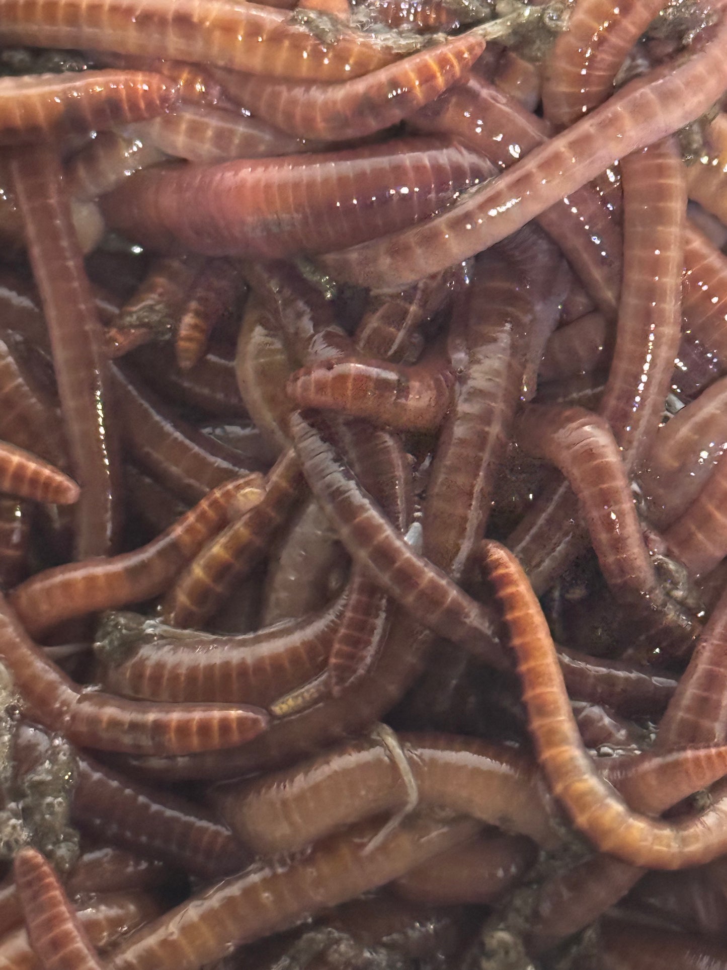 Half Pound ~ 500 Red Wiggler Worms